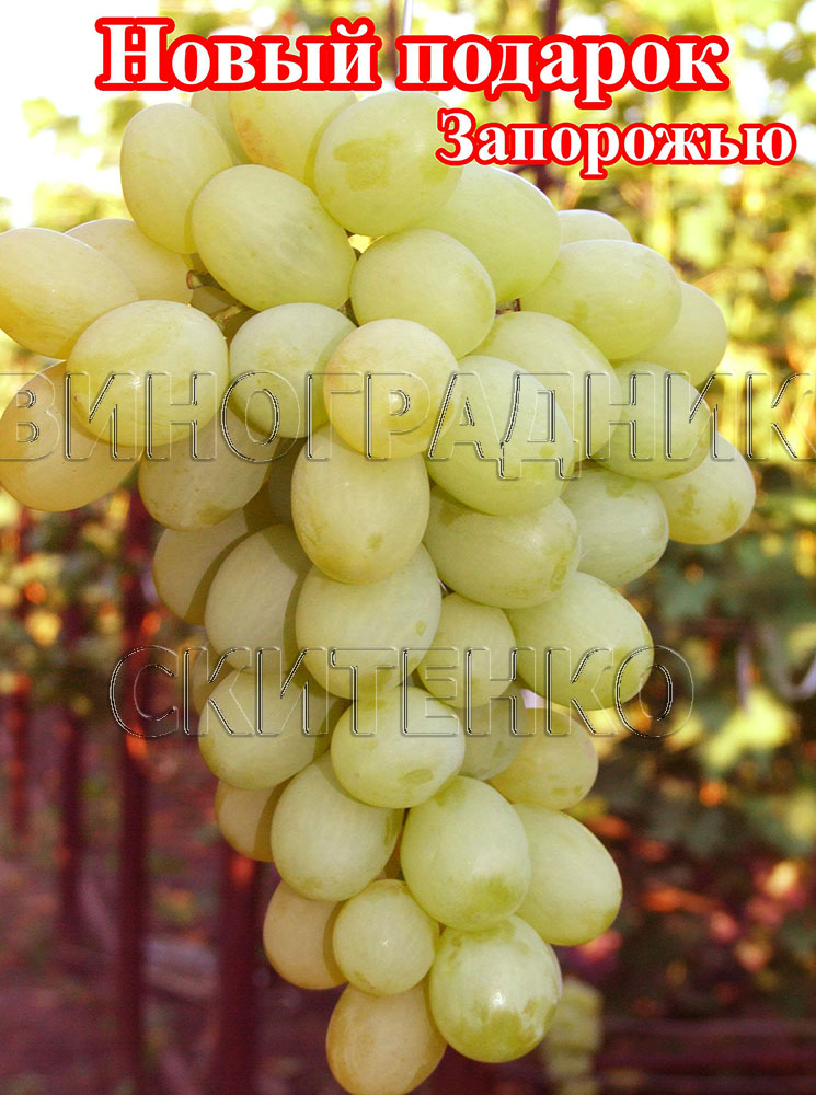 http://vinogradnik-skitenko.narod.ru/katalog/foto/novij_podarok_zap.jpg