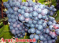 Сорта винограда Агат Донский