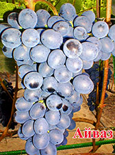 Сорт винограда Айваз