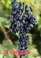 Сорт винограда Алёнушка