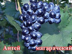 Сорт винограда Антей Магарачский