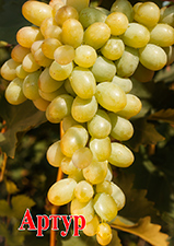 Сорта винограда Артур