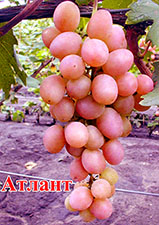 Сорт винограда Атлант