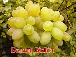 Сорт винограда Белый Кокл