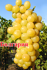 Сорт винограда Болгария устойчивая