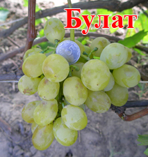 Сорт винограда Булат