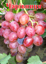 Сорт винограда Чарiвниця