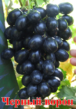 Сорт винограда Черный ворон