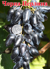 Сорт винограда Чорна перлина