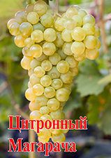 Сорта винограда Цитронный Магарача