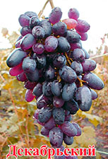 Сорт винограда Декабрьский