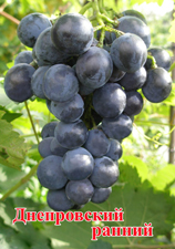 Сорт винограда Днепровский ранний