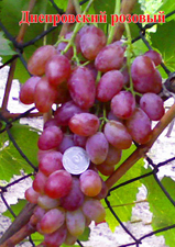 Сорт винограда Днепровский розовый
