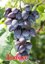 Сорта винограда Донбасс