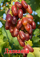 Сорта винограда Джованни