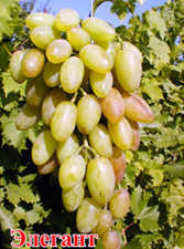 Сорт винограда Элегант Сверхранний