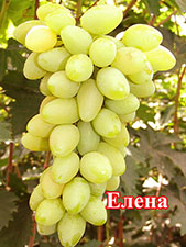 Сорт винограда Елена 