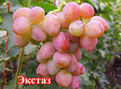 Сорт винограда Экстаз