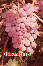 Сорт винограда Фламинго 