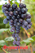 Сорт винограда Фуршетный