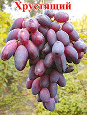 Сорт винограда Хрустящий 