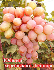 Сорт винограда Юбилей херсонского Дачника