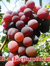 Сорта винограда Бесподобный К 41