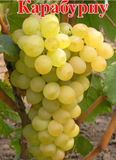 Сорт винограда Карабурну