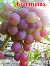 Сорт винограда Кардишах