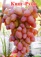 Сорт винограда Кинг Руби
