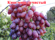 Сорт винограда Киш Миш Лучистый