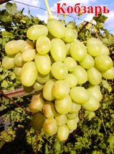 Сорт винограда Кобзарь