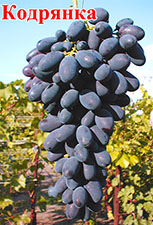 Сорт винограда Кодрянка 