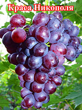 Сорт винограда Краса Никополя