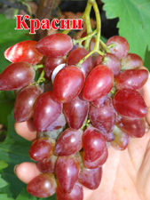 Сорт винограда Красин