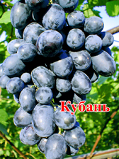  Виноград Кубань