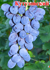 Сорт винограда Кутузовский