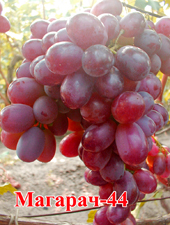 Сорт винограда Магарач 44