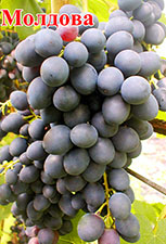 Сорта винограда Молдова Moldova