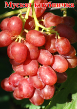 Сорт винограда Мускат клубничка