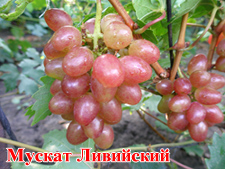 Сорт винограда мускат ливийский