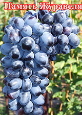 Сорта винограда Память Журавеля
