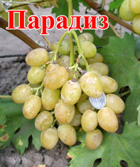 Сорт винограда Парадиз