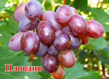 Сорт винограда Пловдив