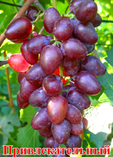 Сорт винограда Привлекательный