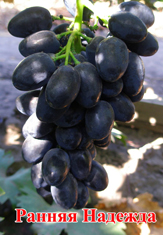 Сорт винограда Раняя надежда
