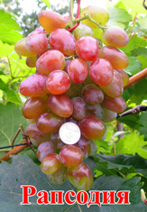 Сорт винограда Рапсодия