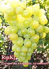  Виноград RmKl 