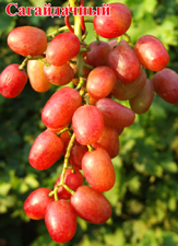 Сорт винограда Сагайдачный
