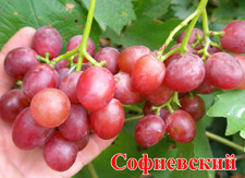 Сорт винограда Софиевский